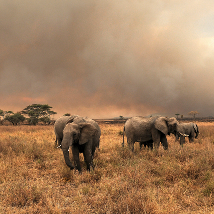 best-of-kenya-safari
