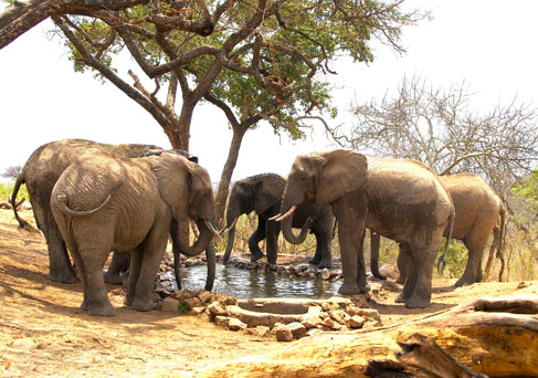 Tarangire elephants at water hole