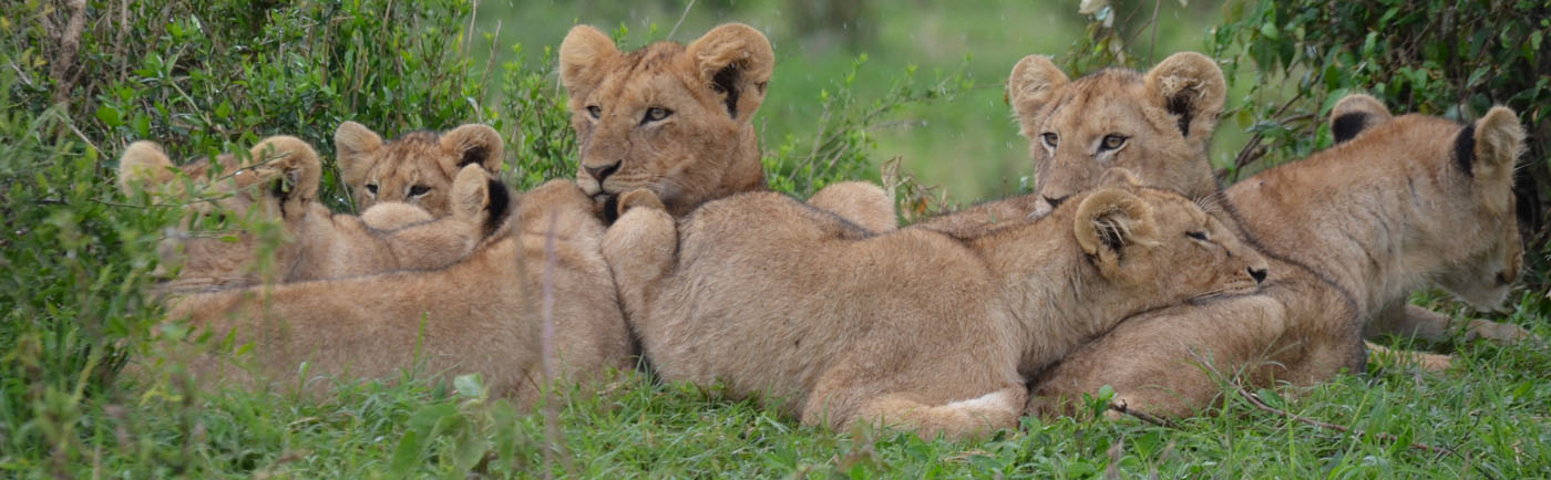 Masai Mara lions
