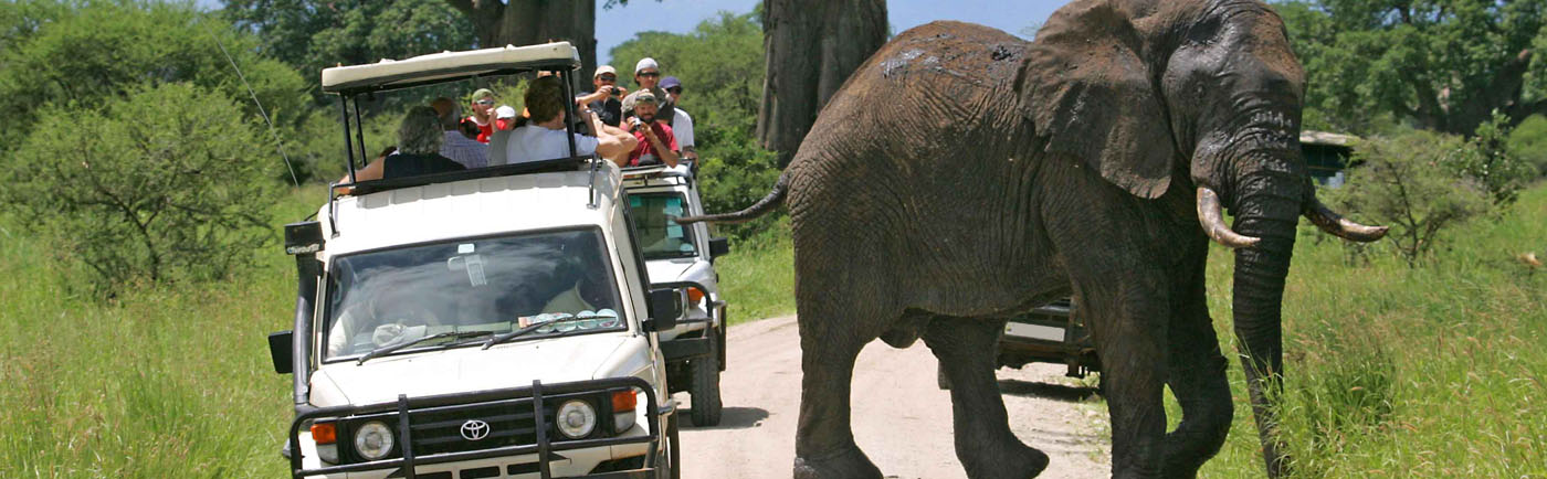 Tarangire National Park elephant