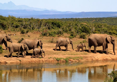 Kenyan Group Safari