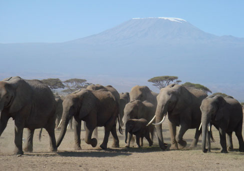 Amboseli elephant herds