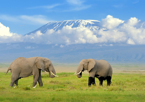 Mt. Kilimanjaro backdrop
