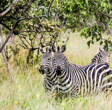 Zebras at Akagera National Park
