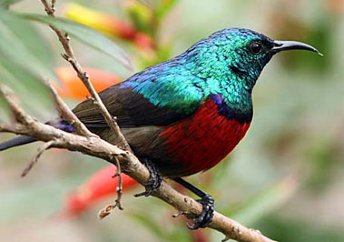 Birdwatching - Nyungwe Forest