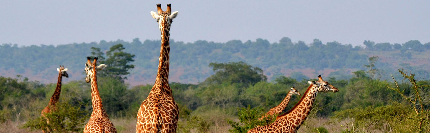 Giraffes at Akagera National Park