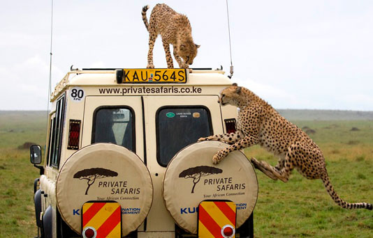 private searching safari