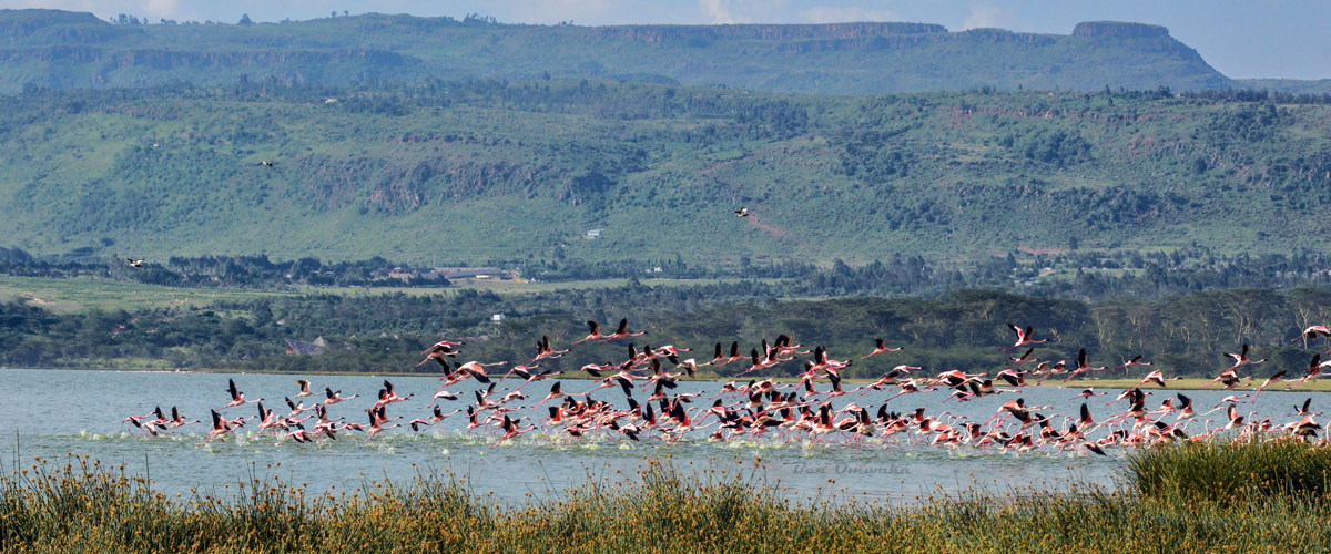 lake_elementaita Private Safaris East Africa
