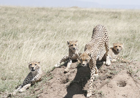 Serengeti plains, national park