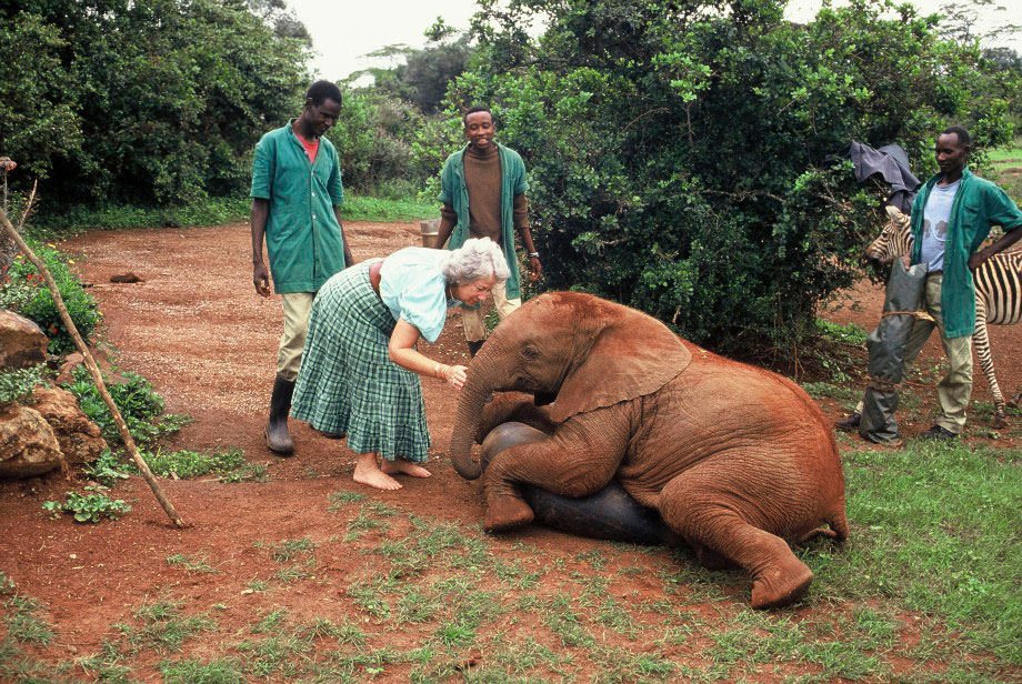 Remembering Dame Daphne Sheldrick An Enduring Legacy For Conservation Private Safaris East Africa 