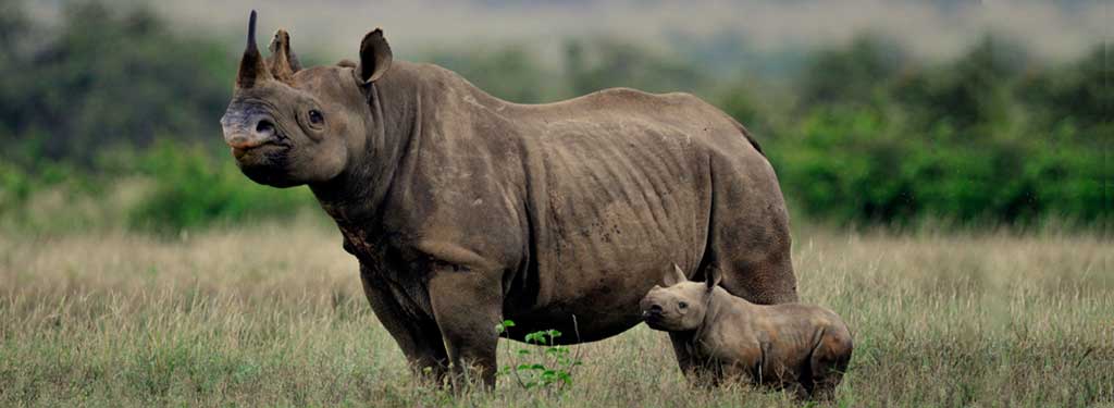 newborn baby black rhino