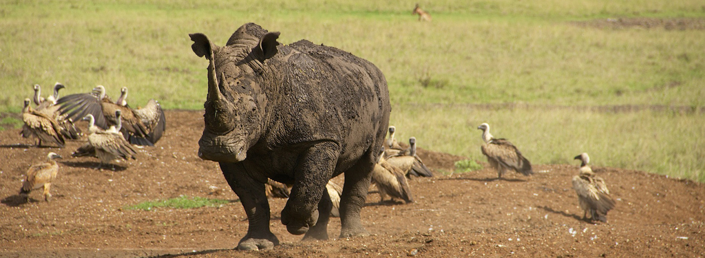 Rhino at Nairobi National Park
