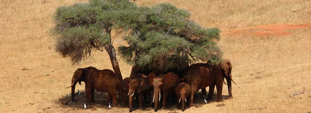 New Wildlife Policy a Boost to Conservation, Cs Balala