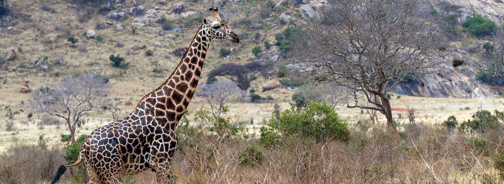 GIRAFFES WIN BIG AT CITES WILDLIFE CONFERENCE
