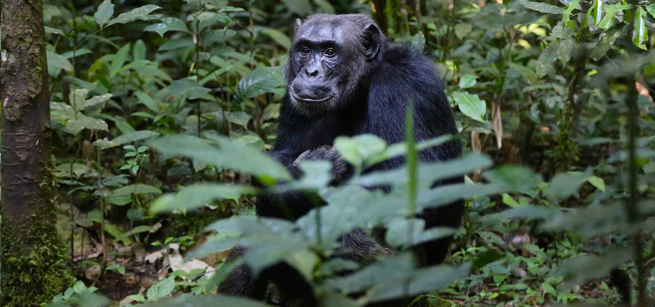 Chimps Tracking, Uganda