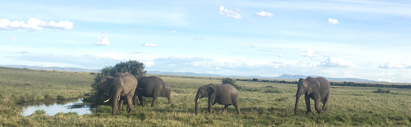 Nyati Safari