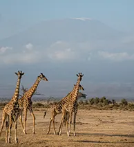 travel-image