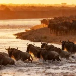 Masai Mara National Park: