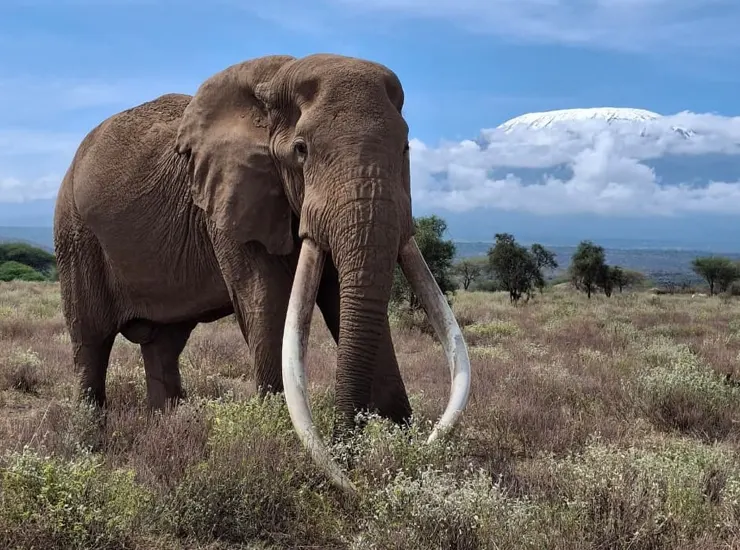 Amboseli national park