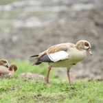 Nairobi Flyways Declaration