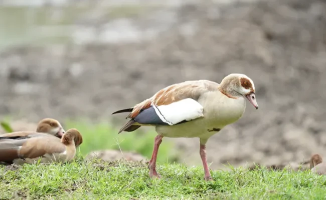Nairobi Flyway Declaration