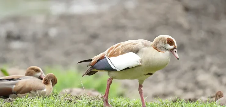 Nairobi Flyway Declaration