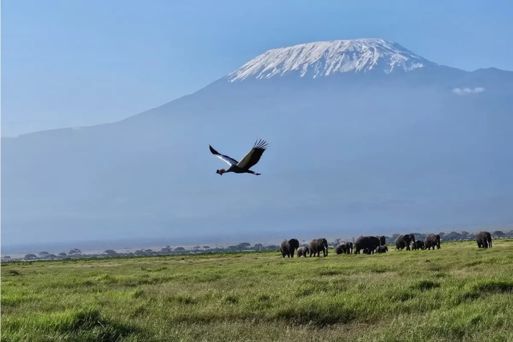 Nairobi Flyway Declaration