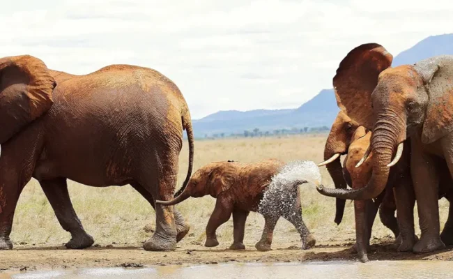 Tsavo East National Park