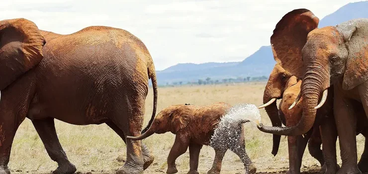 Tsavo East National Park
