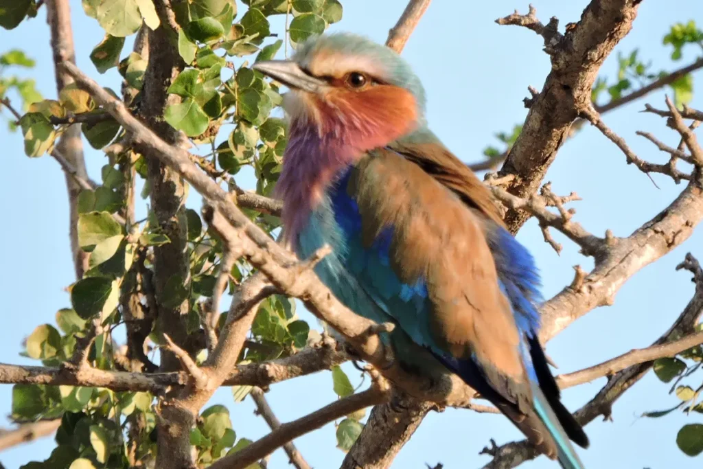 Tsavo East National Park