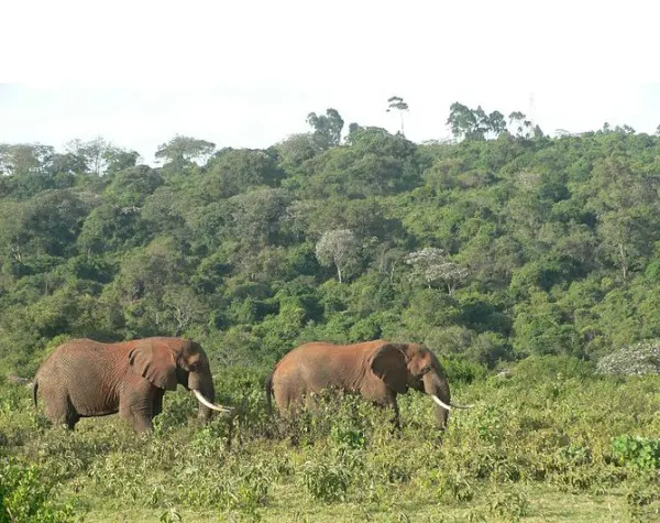 Aberdares National Park