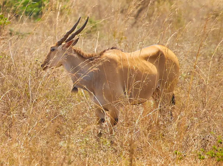Nairobi National Park