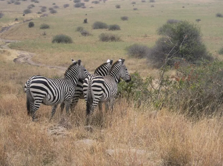 Nairobi National Park