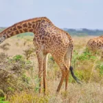 Nairobi National Park: