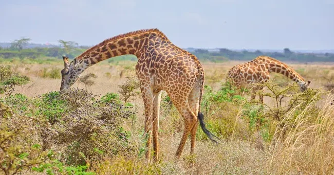 Nairobi National Park