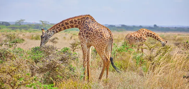 Nairobi National Park